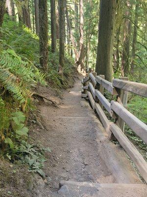 Trail in old growth forest