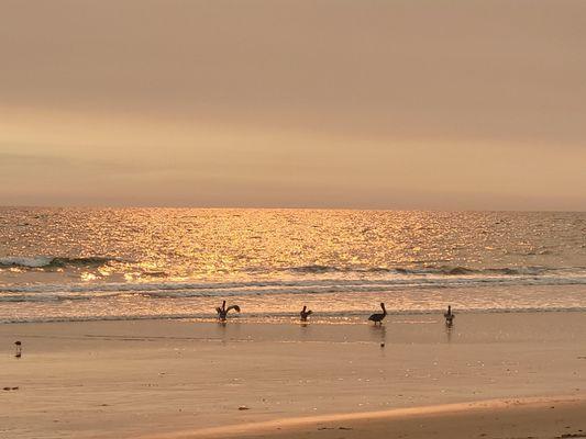 Santa Monica is just 15 minutes away! Caught a beautiful sunset last week after work and even saw some Pelicans!