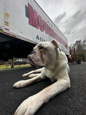 Go Dawgs!   A customers dog in Alpharetta.