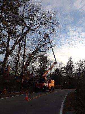 Cutting back oak trees away from power lines