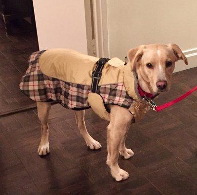 Letty ready for her Central Park walk through The Ramble.