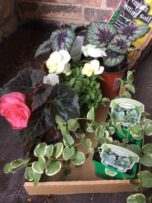 Purchased clockwise: Rex Begonias, Vinca vines, Pink Tuberous Begonia, White Primrose Pansies.