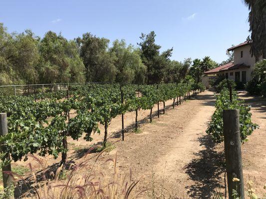 Just some of the Barrel 1 vineyards.