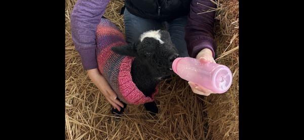 Bottle feeding Widow @ Iron Water Ranch.