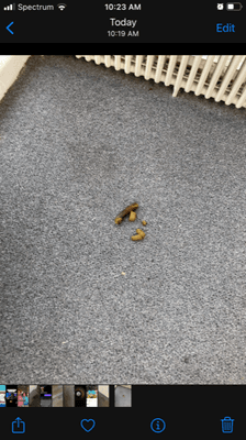 Animal feces in common areas