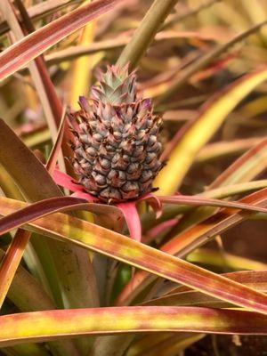 Dole Pineapple Farm