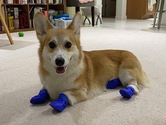 Dog rain boot