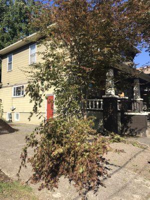 Maple broken by wood waste management truck