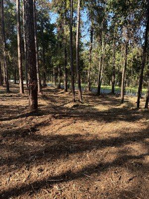 Coastal Brush Cutting