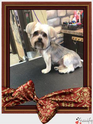 This is Chico, a Yorkie, he looks great even if his ears are not tipped. Top notch Yorkie Grooming.