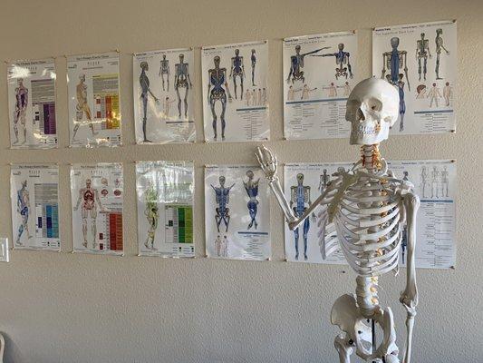 Skeleton teaches about bone and nerves.