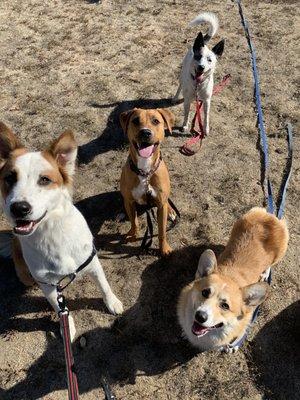 hiking pups!