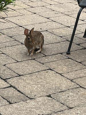 Bunny viewing outside !