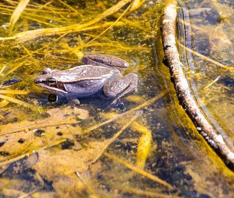 You can see wood frogs here during the Spring season.