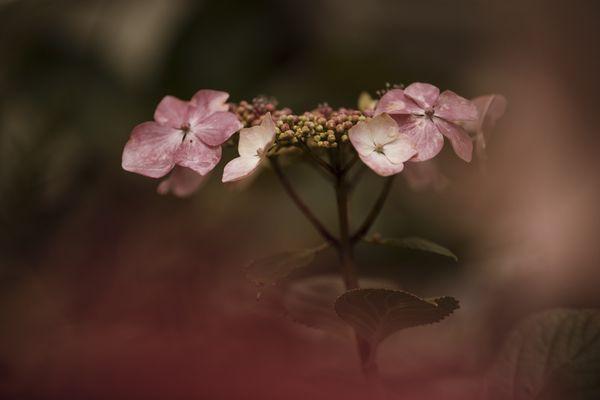 Hydrangea Photo by Linda Montalto Patterson