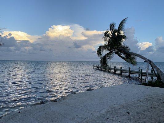 Ocean, Palm tree