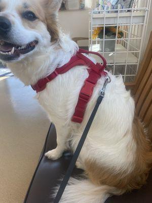 Ruby feeling the most at ease she ever has been at a Veterinarian's office!