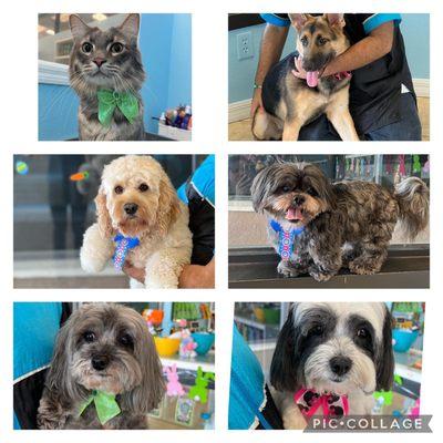 Blu Pet Shop & Spa