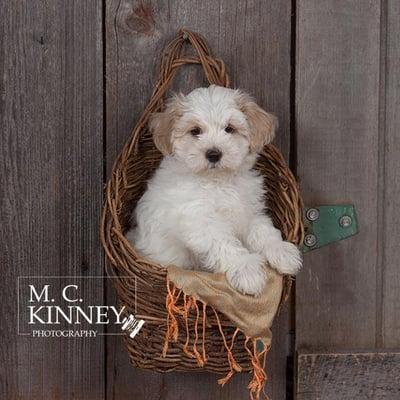 Several month old puppy portraits are a great way to remember your new addition when they're so tiny and cute.