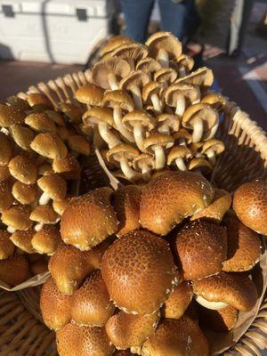 Mushrooms! Deep Creek Mushrooms are available at Saturdays market in downtown 29. Snow oyster. Lions mane. Chestnut. Black  oyster.