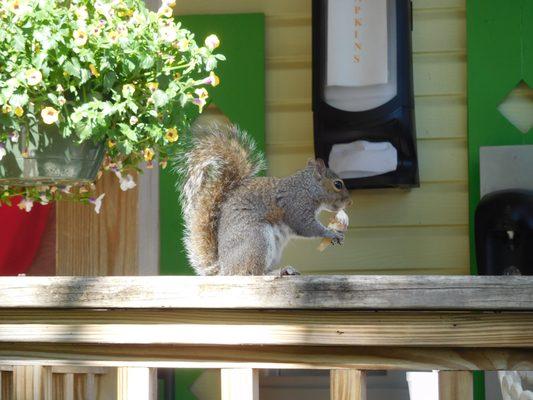 Putters the adorable squirrel eating her ice cream cone just like a human, taking tiny licks!