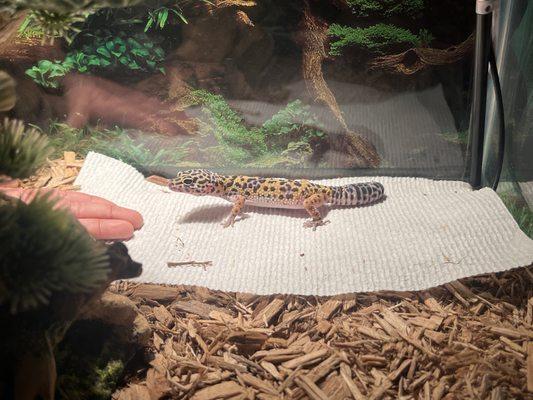 Leopard Gecko from Sherwood Forest Feeders