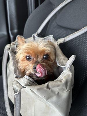 My happy pup after his grooming