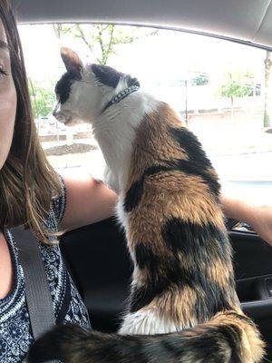 Waiting in the car for her to be picked up.