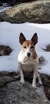 Molly playing in the snow.