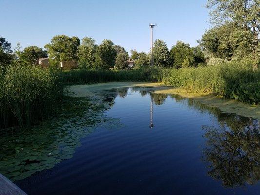 Pond by bridge