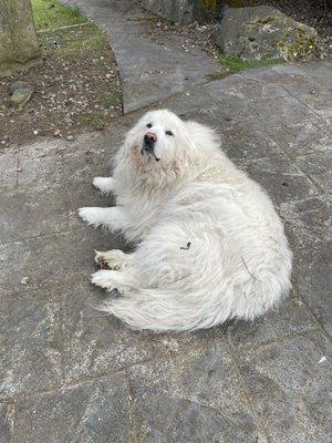 Snowflake the Great Pyrenees friendly guardian of the alpacas.