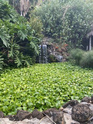 Waterfall and pond