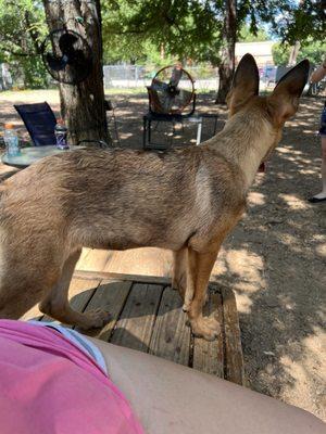 3 month old Belgian Malinois girl