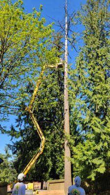 Using tall lift to remove a very dead tree.