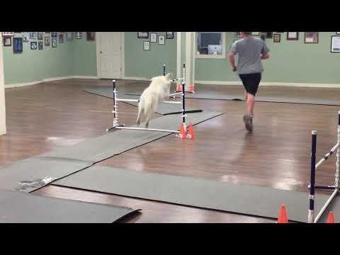 Nikos during Advanced Agility class.