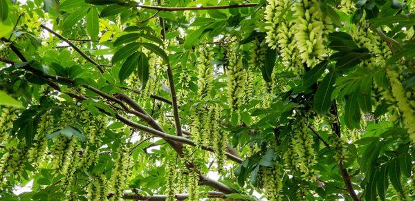 Pterocarya Stenoptera, Chinese Wingnut