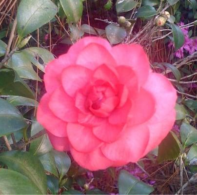 Camellia