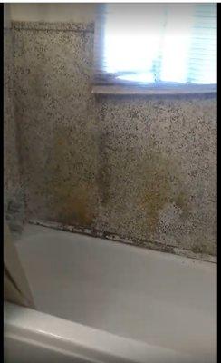 Moldy bathroom in apartment 5