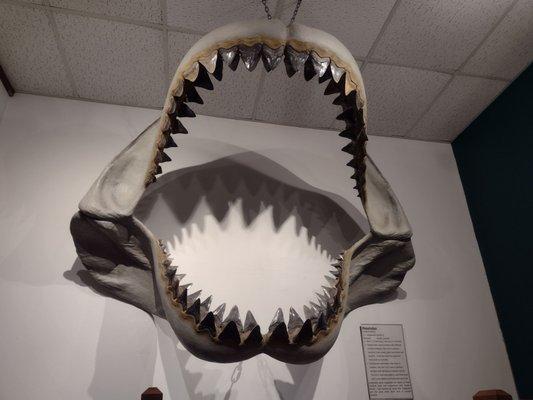 Megalodon. Mr. Big mouth