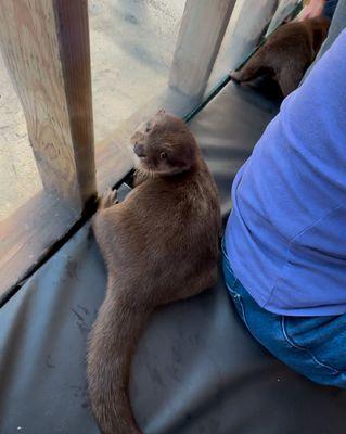 Otter playtime