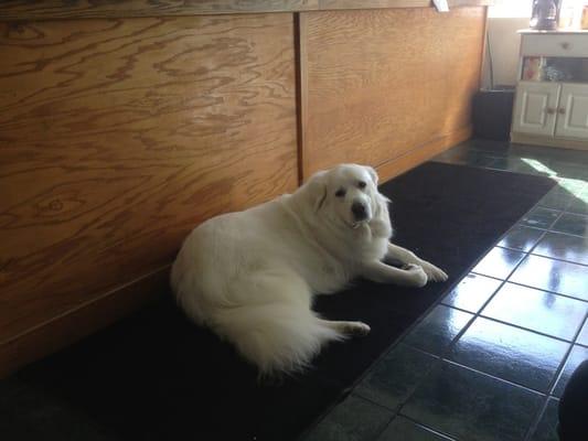 Panda chilling in the front office while waiting for our car