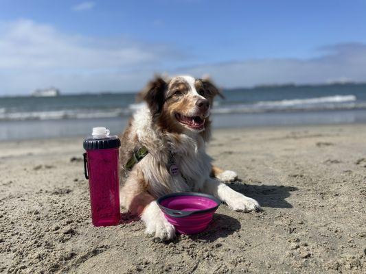 Betty Mae enjoying Rosie's Dog Beach