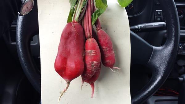 They gave me a free bunch of organic radishes with my invoice. That's pretty darn Portland!