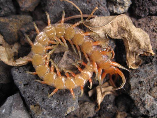 Centipede