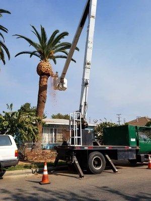 Briseños Tree Service & Landscaping