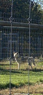 Towa the wolf we helped when needed placed