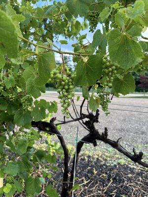 Grapes in parking lot