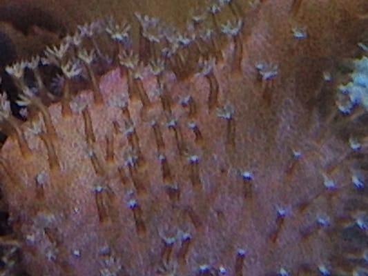 Lobo coral polyps up close.