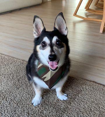 They gave Wes a bandana for his annual check up!