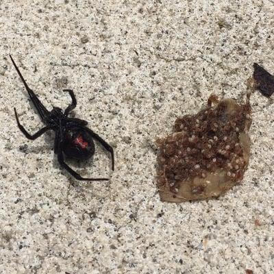 A black widow and her evil babies